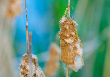 网站攻击软件工具